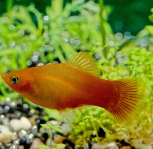 Platy Fish Overview, Types, Care & Breeding Guide