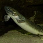 West african lungfish