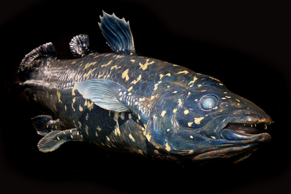 West Indian ocean coelacanth