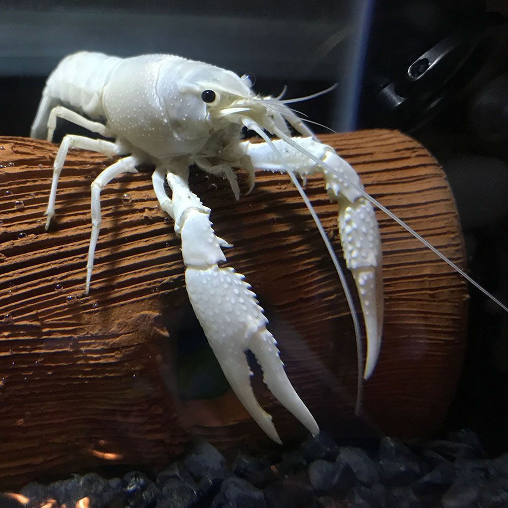 White specter crayfish