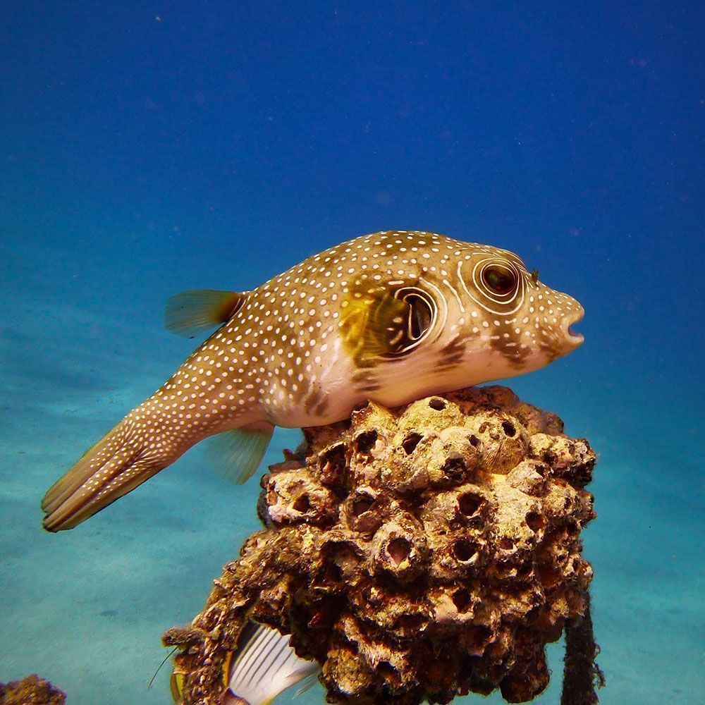 White spotted pufferfish resting