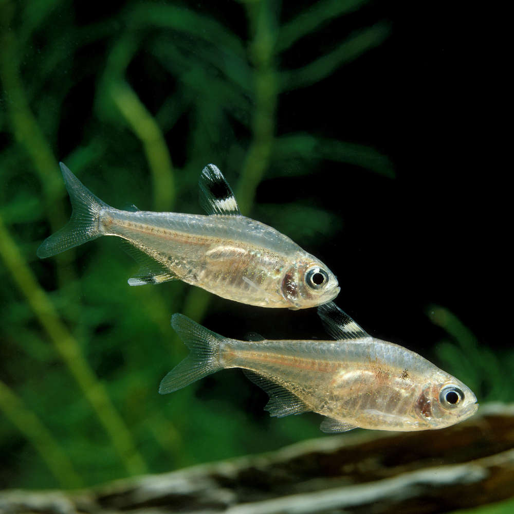 X-ray fish pair