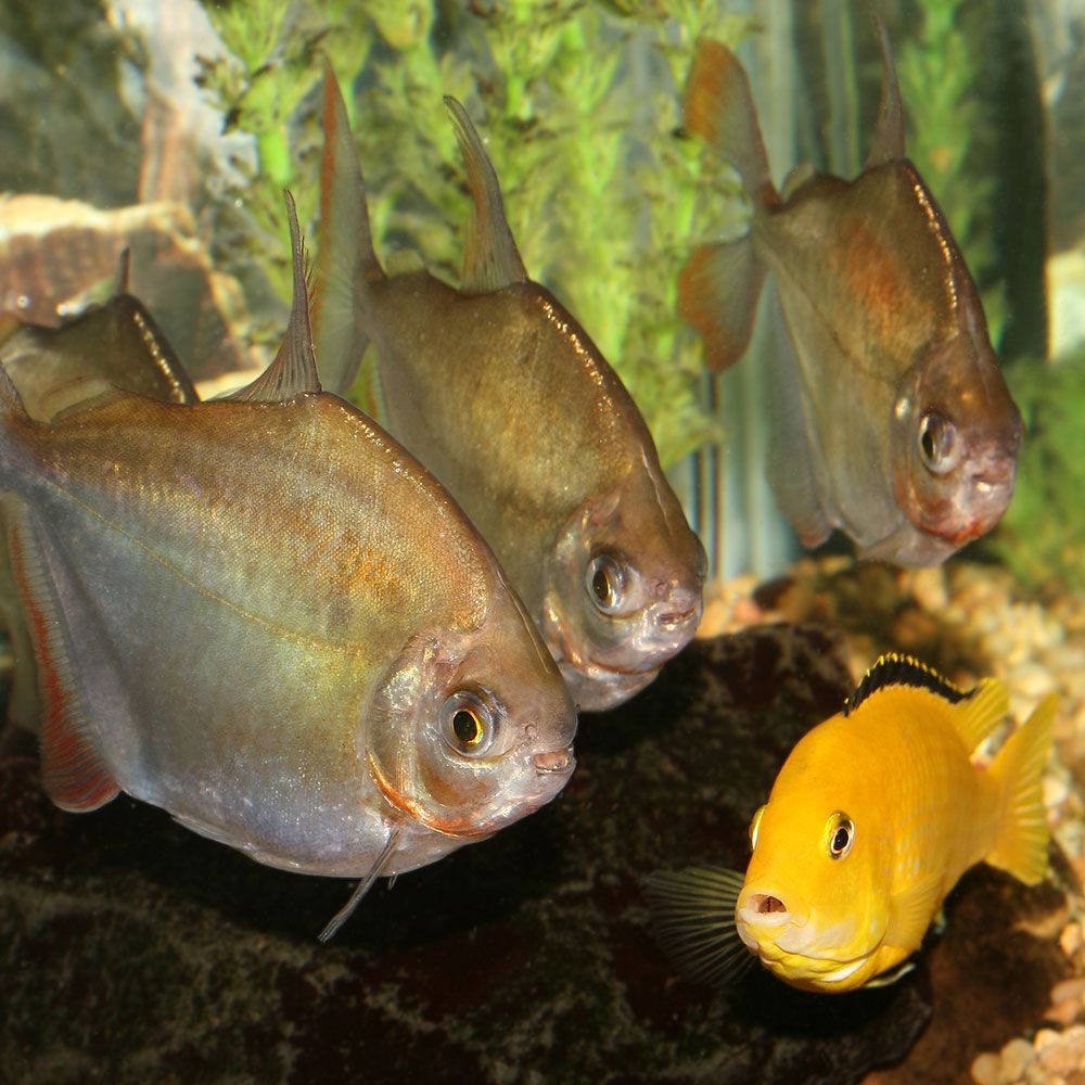 Yellow cichlid surrounded by 3 metynnis argenteus fish