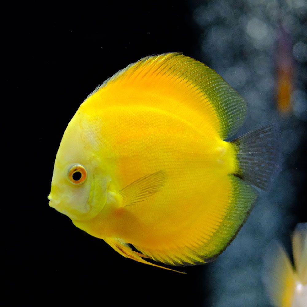 Yellow discus fish closeup