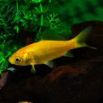 Yellow color common goldfish