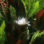 Young axolotl looking at aquarium