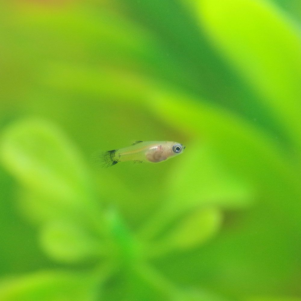 Young platy fish in aquarium