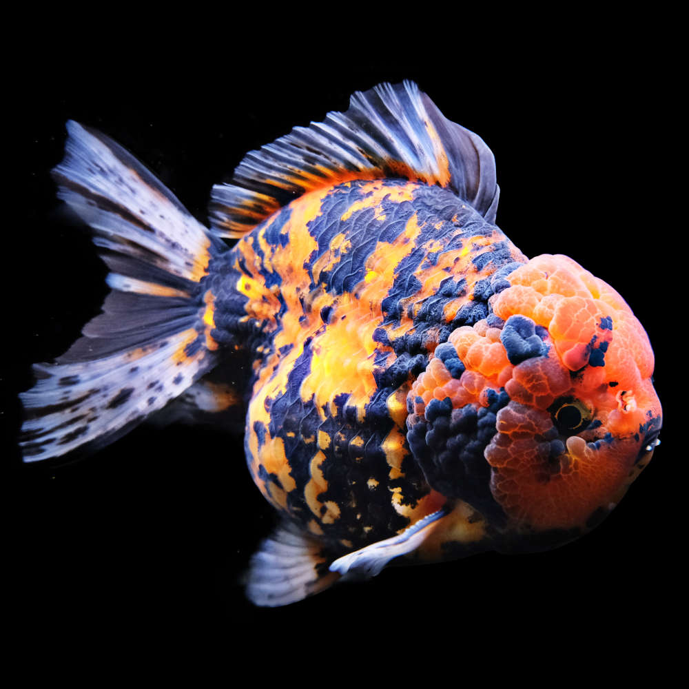 Yuanbao goldfish